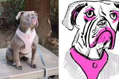 Poorly Drawn Pets