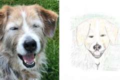 Shelby - Poorly Drawn Pets