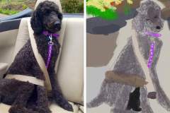 Poorly Drawn Pets-Website Template - 1