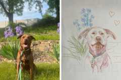 Poorly Drawn Pets-Website Template - 1