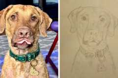Poorly Drawn Pets-Website Template - 1