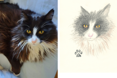 Poorly Drawn Pets-Website Template - 1