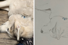 Poorly Drawn Pets-Website Template - 1