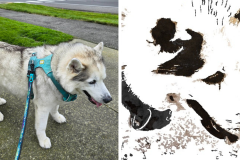 Poorly Drawn Pets-Website Template - 1