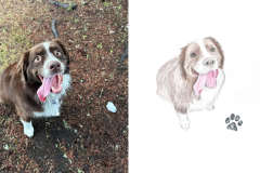 Poorly Drawn Pets-Website Template - 1