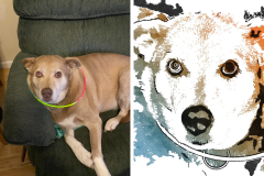 Poorly Drawn Pets-Website Template - 1