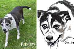 Poorly Drawn Pets-Website Template - 1