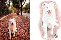 Poorly Drawn Pets-Website Template - 1
