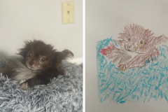 Poorly Drawn Pets-Website Template - 1