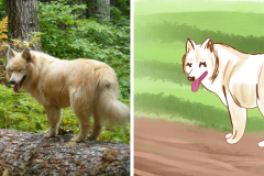 Poorly Drawn Pets-Website Template - 1
