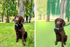 Poorly Drawn Pets-Website Template - 1