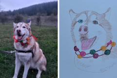 Poorly Drawn Pets-Website Template - 1