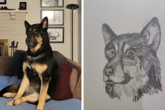 Poorly Drawn Pets-Website Template - 1