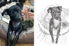 Poorly Drawn Pets-Website Template - 1
