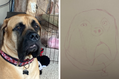 Poorly Drawn Pets-Website Template - 1