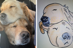 Poorly Drawn Pets-Website Template - 1