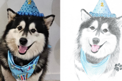 Poorly Drawn Pets-Website Template - 1