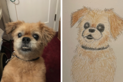 Poorly Drawn Pets-Website Template - 1