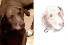 Poorly Drawn Pets-Website Template - 1