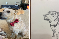 Poorly Drawn Pets-Website Template - 1