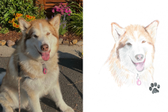 Poorly Drawn Pets-Website Template - 1