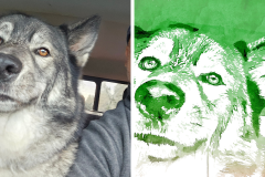 Poorly Drawn Pets-Website Template - 1