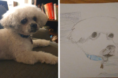 Poorly Drawn Pets-Website Template - 1