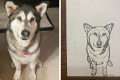 Poorly Drawn Pets-Website Template - 1