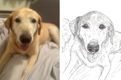 Poorly Drawn Pets-Website Template - 1