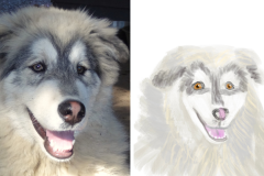 Poorly Drawn Pets-Website Template - 1