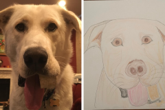Poorly Drawn Pets-Website Template - 1