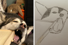Poorly Drawn Pets-Website Template - 1