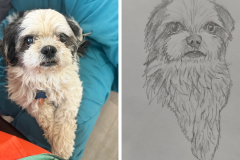 Poorly Drawn Pets-Website Template - 1