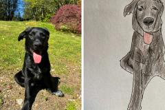 Poorly Drawn Pets-Website Template - 1