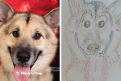 Poorly Drawn Pets-Website Template - 1