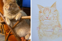 Poorly Drawn Pets-Website Template - 1