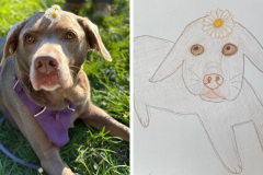 Poorly Drawn Pets-Website Template - 1