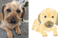 Poorly Drawn Pets-Website Template - 1