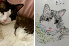 Poorly Drawn Pets-Website Template - 1