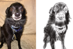 Poorly Drawn Pets-Website Template - 1