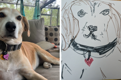 Poorly Drawn Pets-Website Template - 1