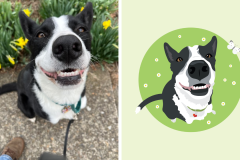 Poorly Drawn Pets-Website Template - 1