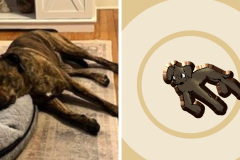 Poorly Drawn Pets-Website Template - 1