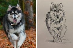 Poorly Drawn Pets-Website Template - 1