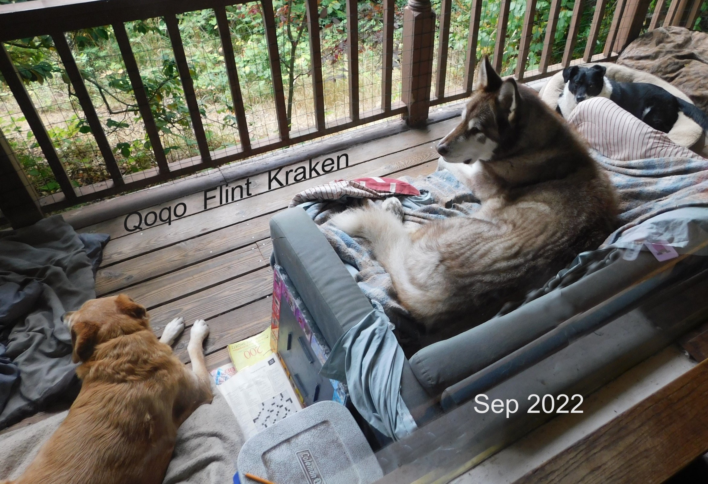 2022-Sep-Qoqo-Flint-Kraken-Porch