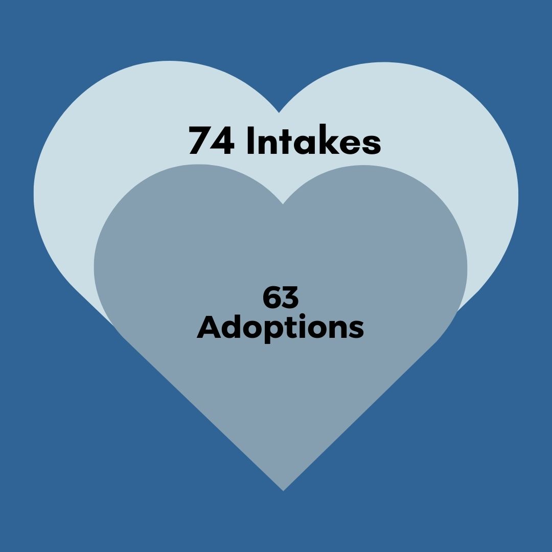 Copy of Adoptions