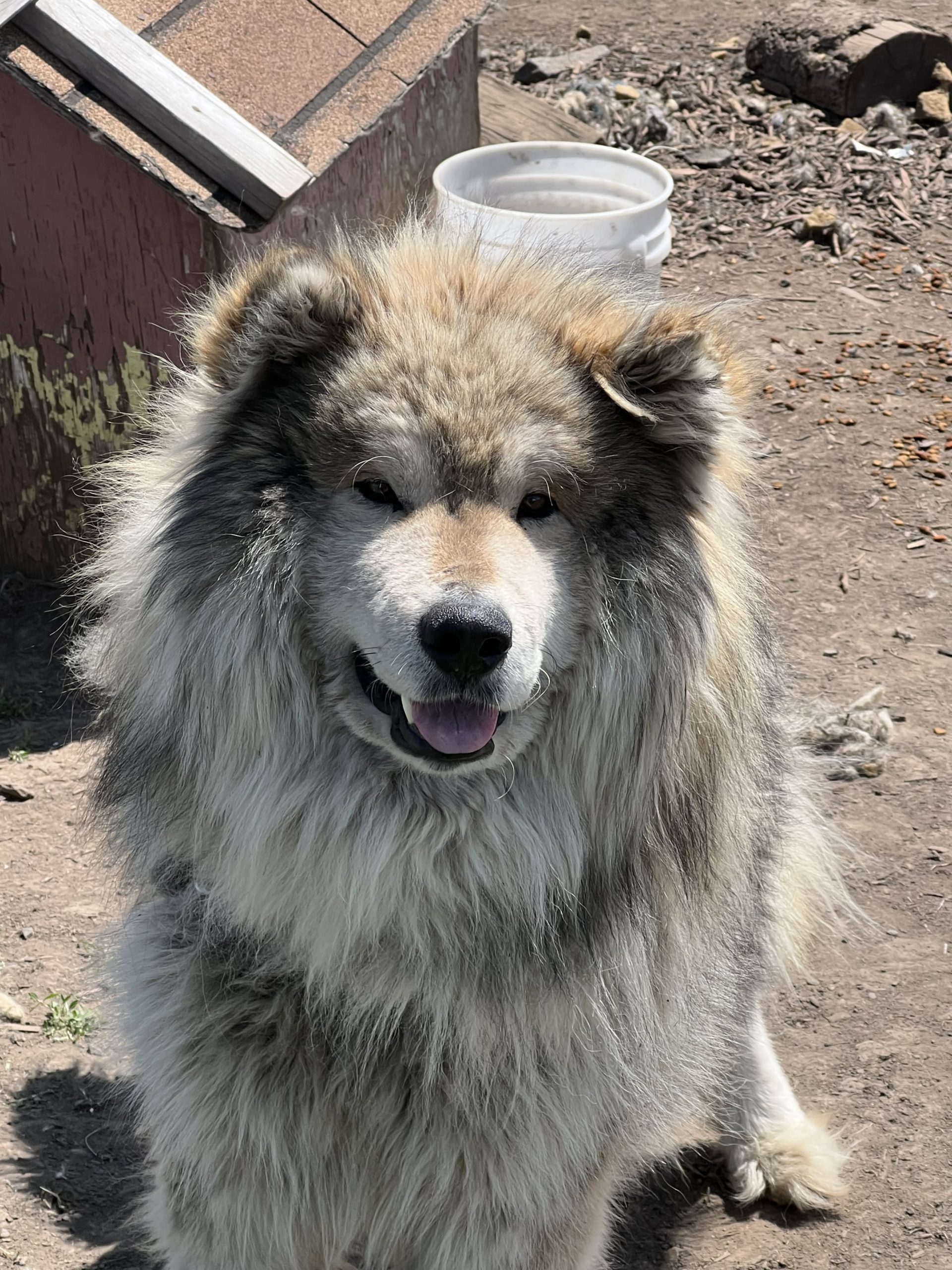 Griz2