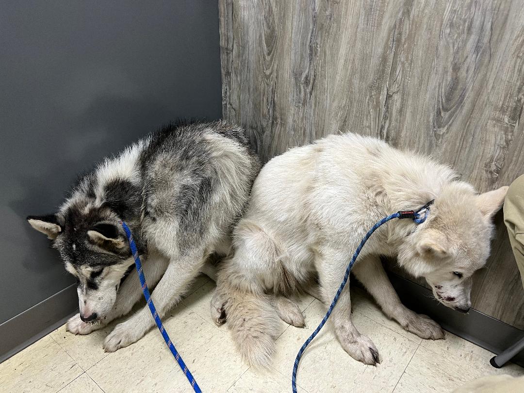 Ridge Runner and Stormy vets office